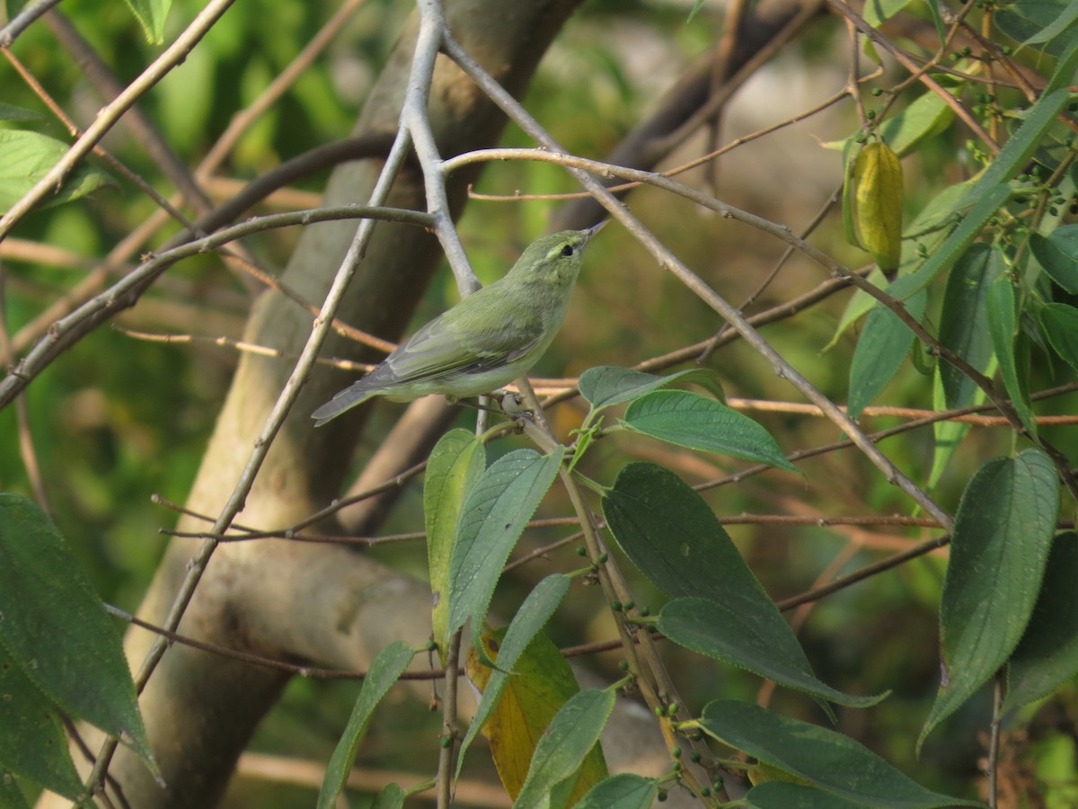 Green Warbler - ML229565451