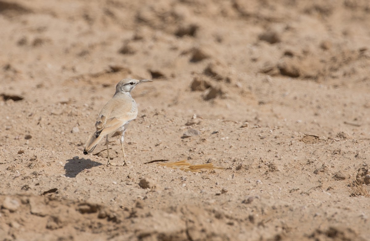 Greater Hoopoe-Lark - ML229565591