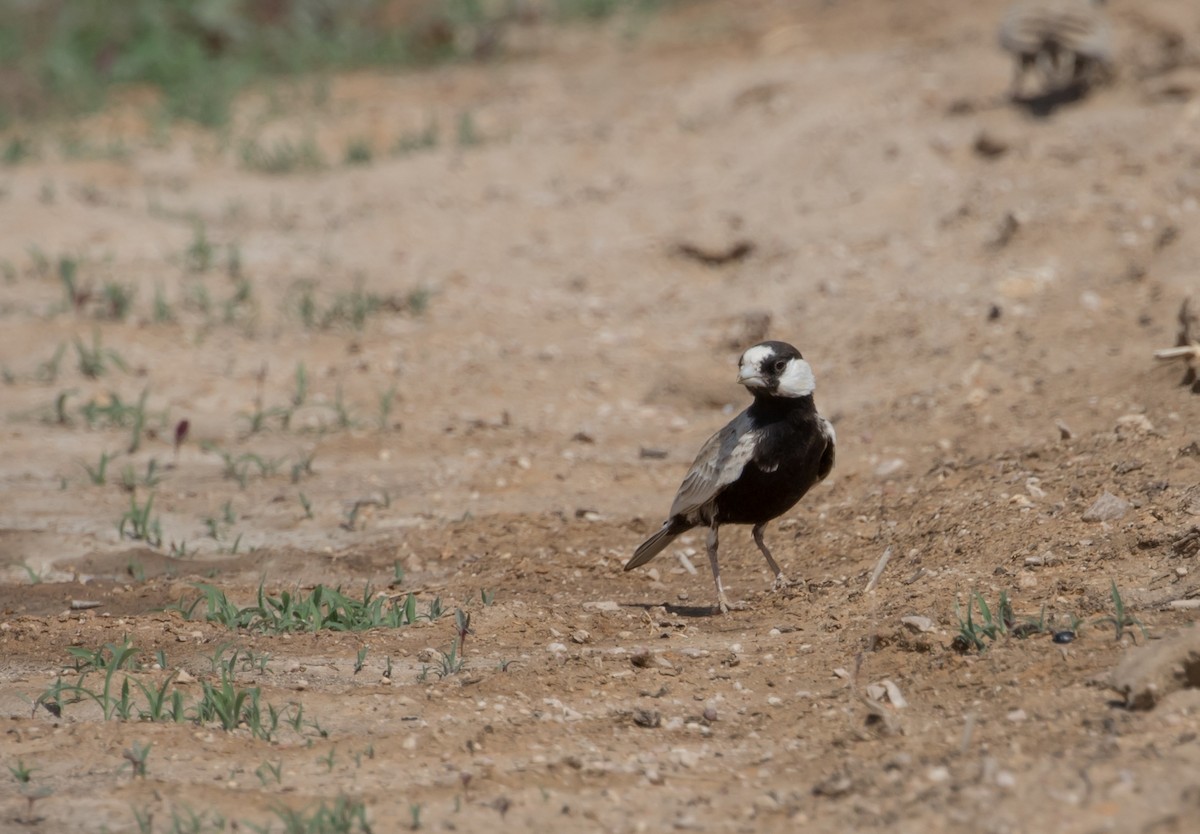 Black-crowned Sparrow-Lark - ML229565651