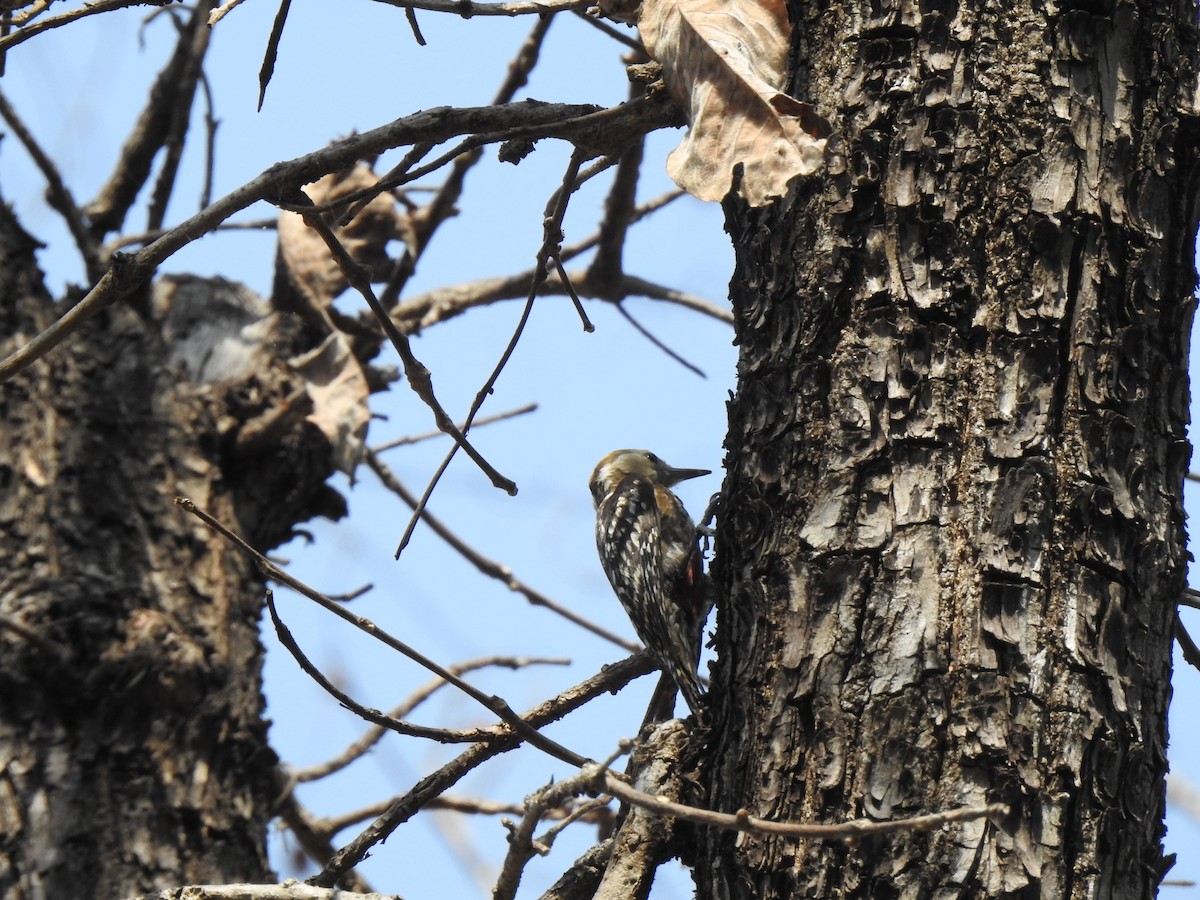 Brown-capped Pygmy Woodpecker - ML229565741