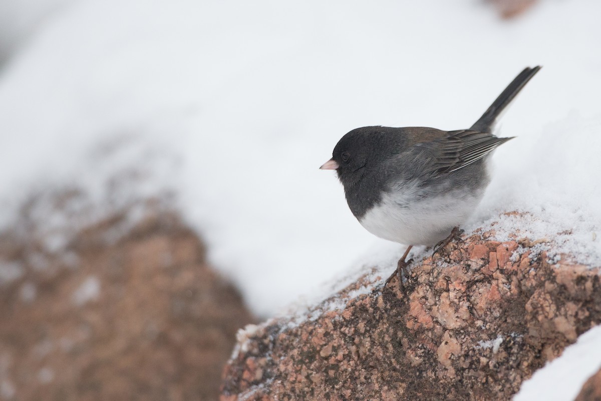 Dark-eyed Junco (cismontanus) - Chris Wood