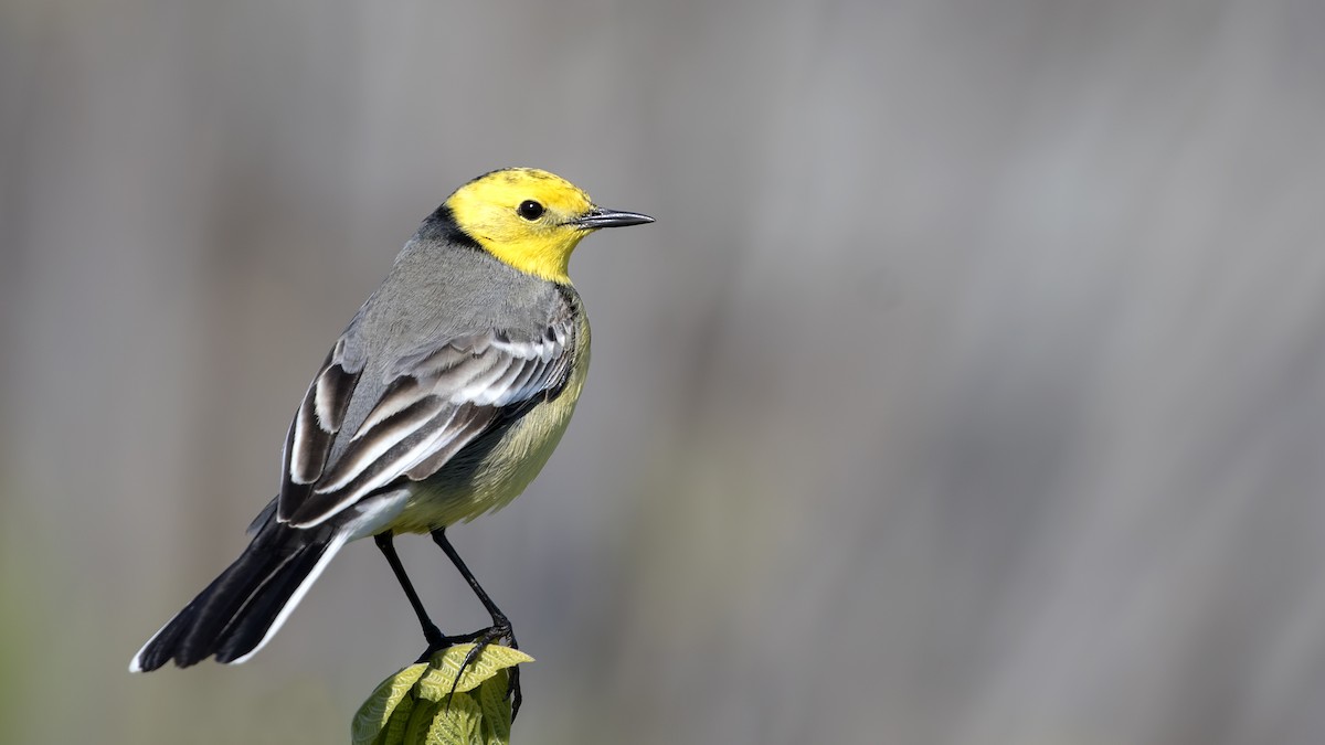 Citrine Wagtail - ML229565921