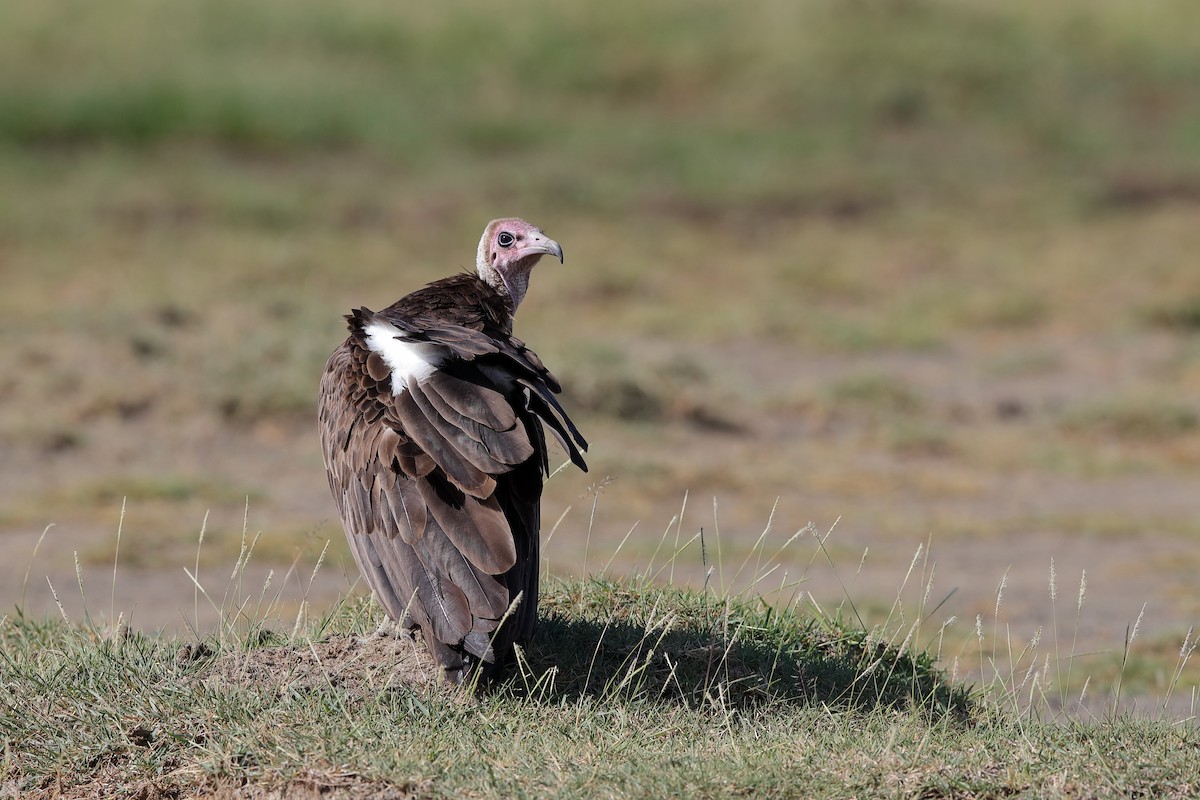 Hooded Vulture - ML229566821