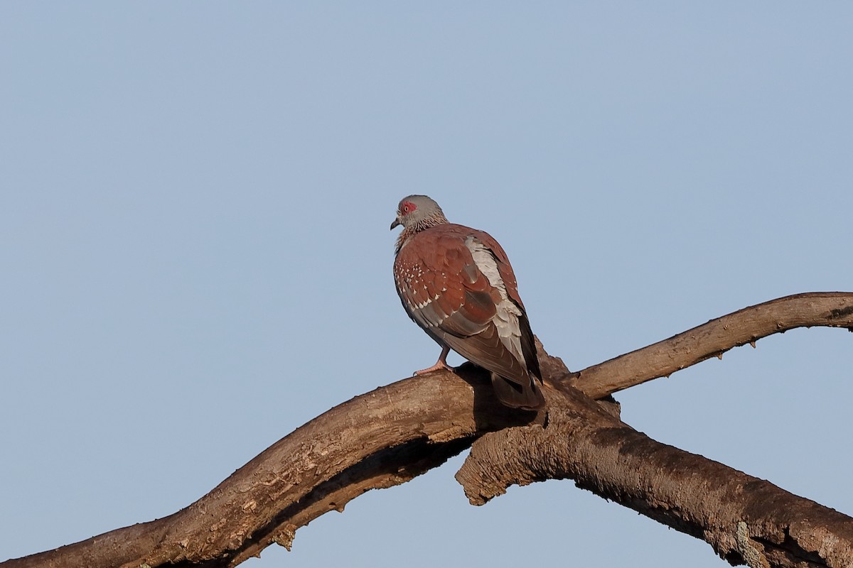 Speckled Pigeon - ML229567001