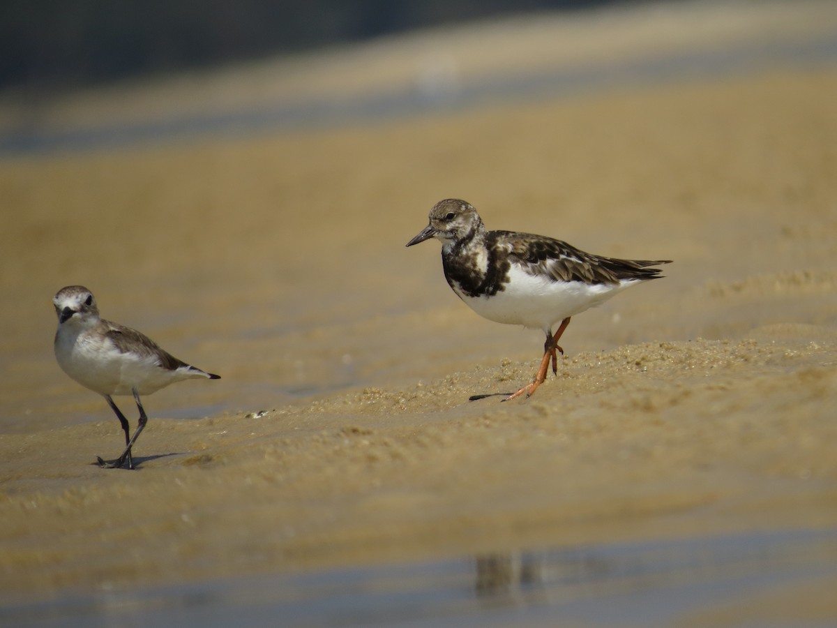 Ruddy Turnstone - ML229567851