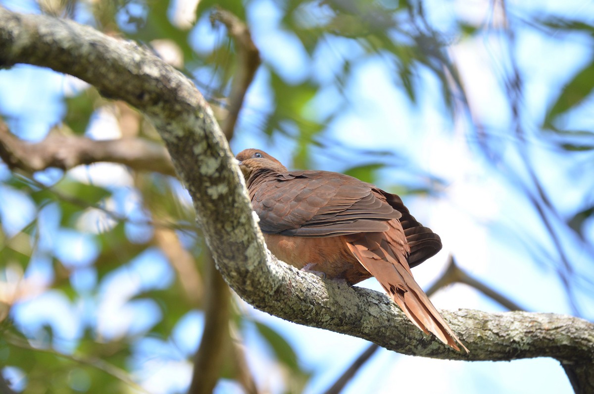 Brown Cuckoo-Dove - ML229567951