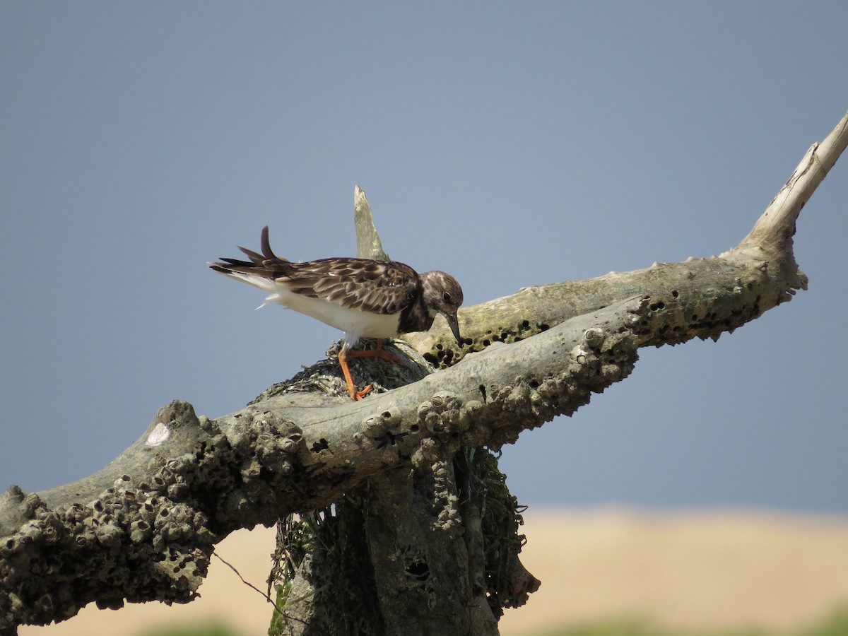 Ruddy Turnstone - ML229568011