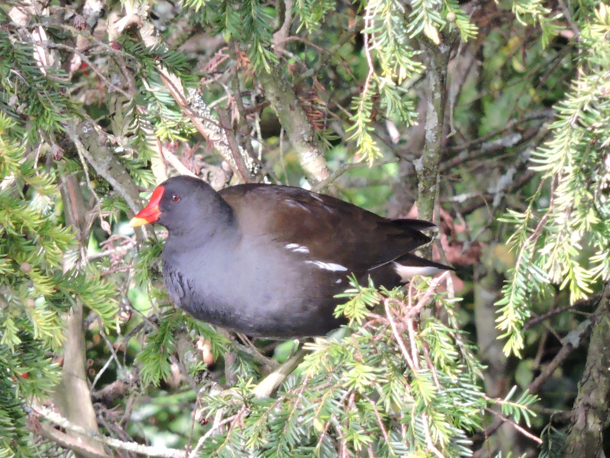 Eurasian Moorhen - Martin Pitt