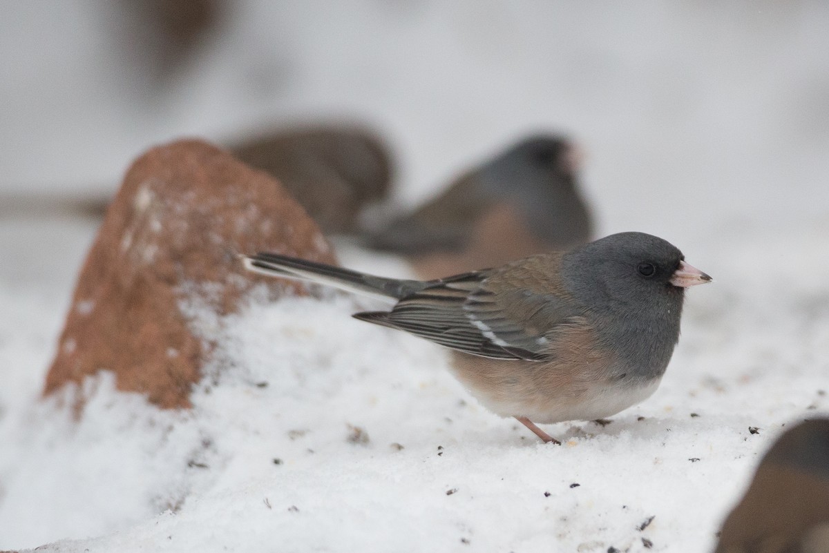 Dark-eyed Junco (Pink-sided x White-winged) - Chris Wood