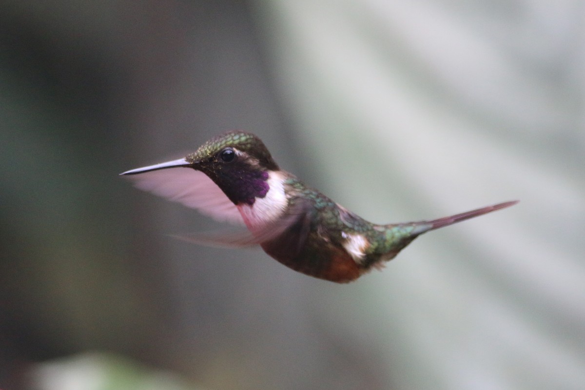 Purple-throated Woodstar - Oscar Campbell