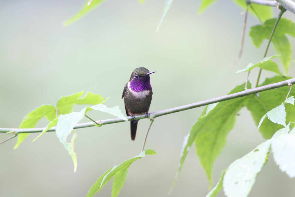 Purple-throated Woodstar - Oscar Campbell