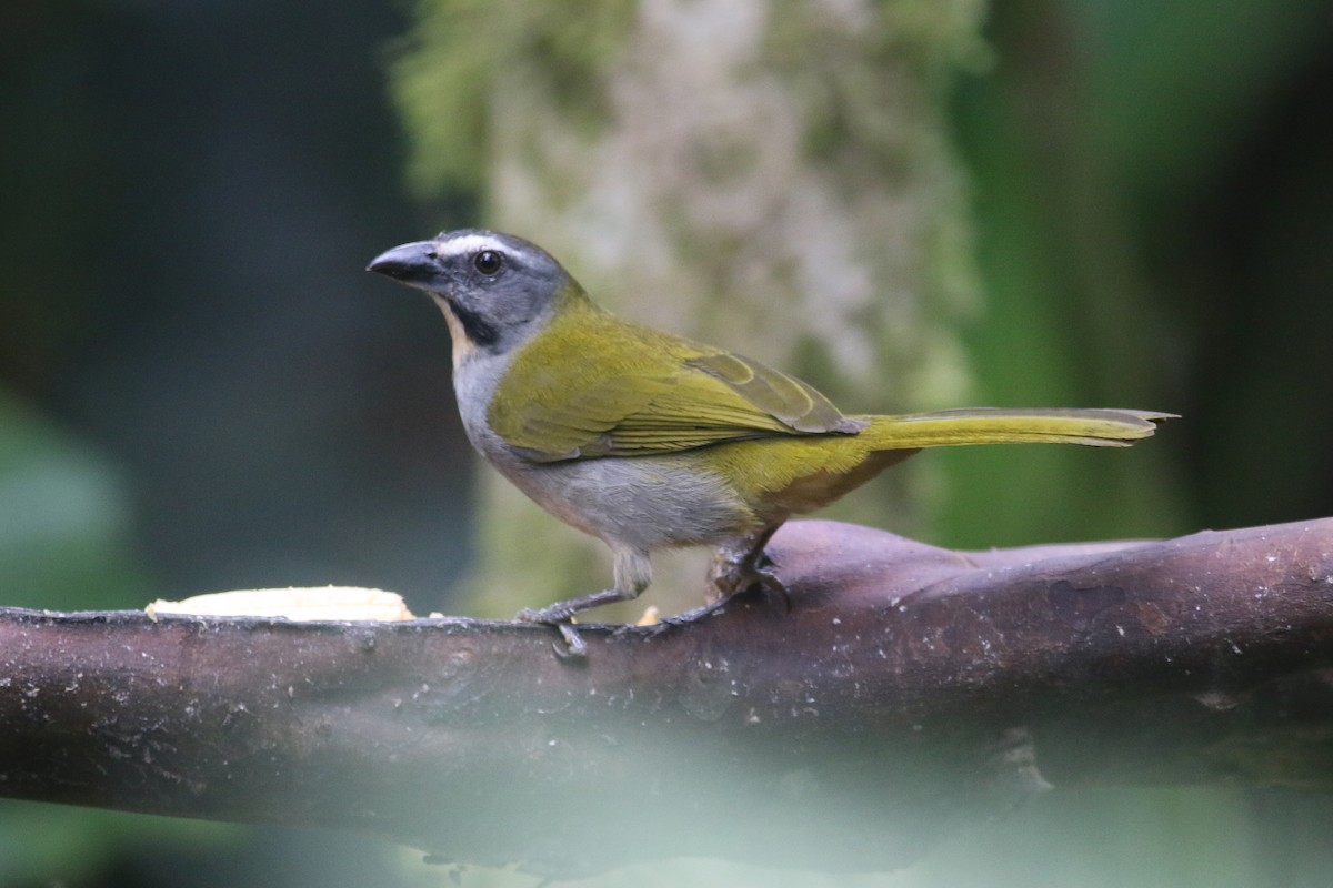 Buff-throated Saltator - Oscar Campbell