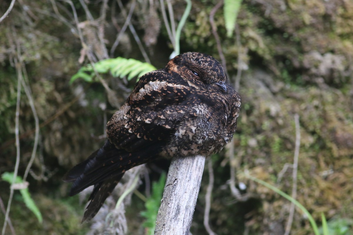 Lyre-tailed Nightjar - Oscar Campbell