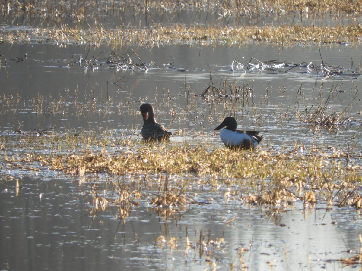 Northern Shoveler - ML229570941