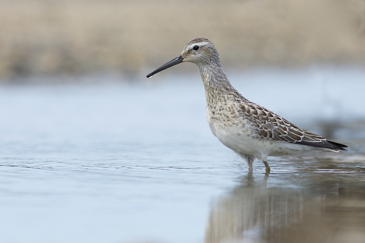 Stilt Sandpiper - Daniel Field