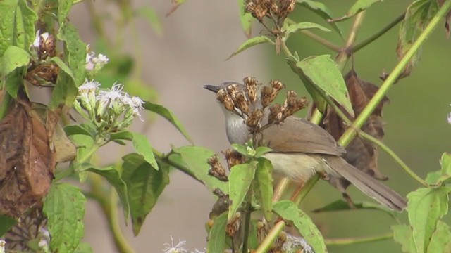 Gray-breasted Prinia - ML229572201