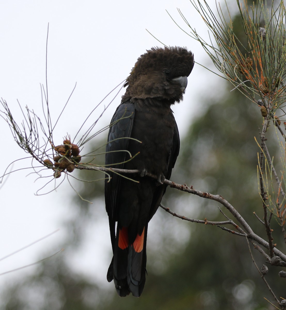 Cacatúa Lustrosa - ML229572351