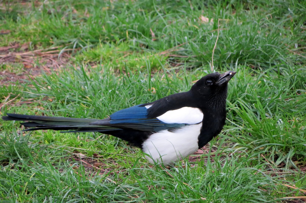 Eurasian Magpie - ML229572441