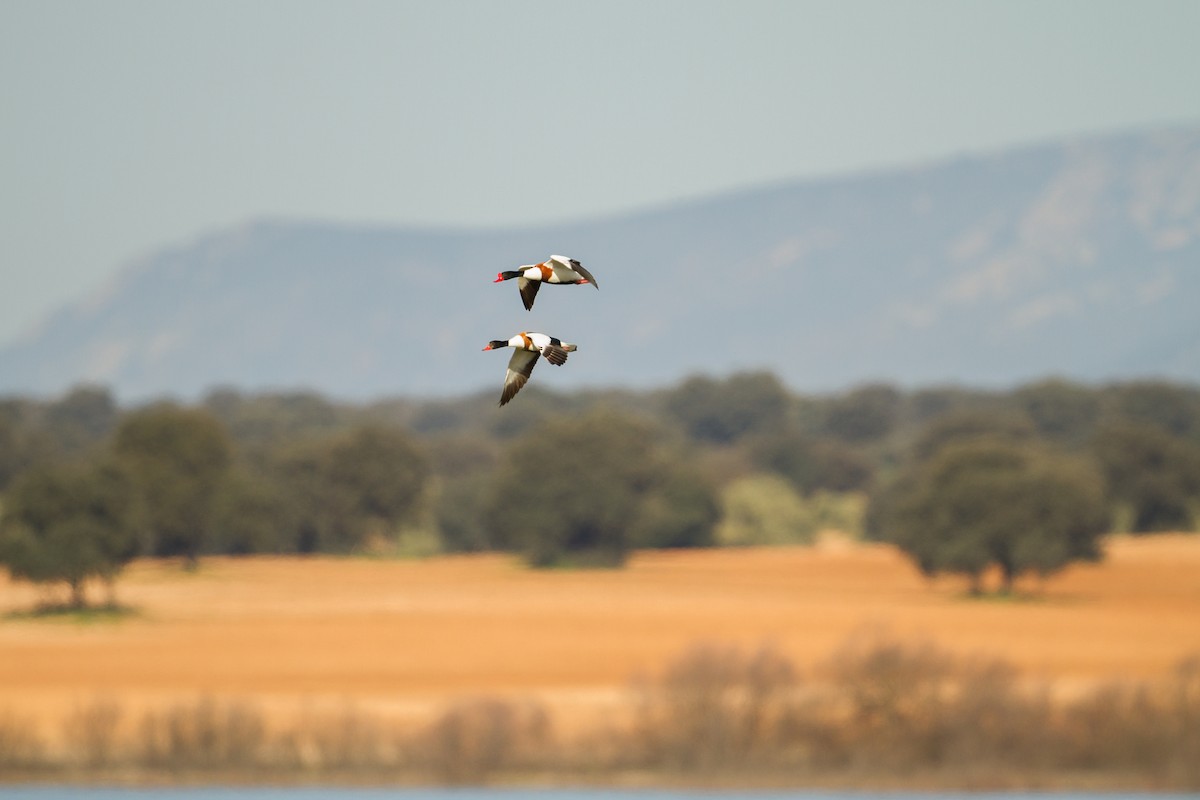 Common Shelduck - ML229572601