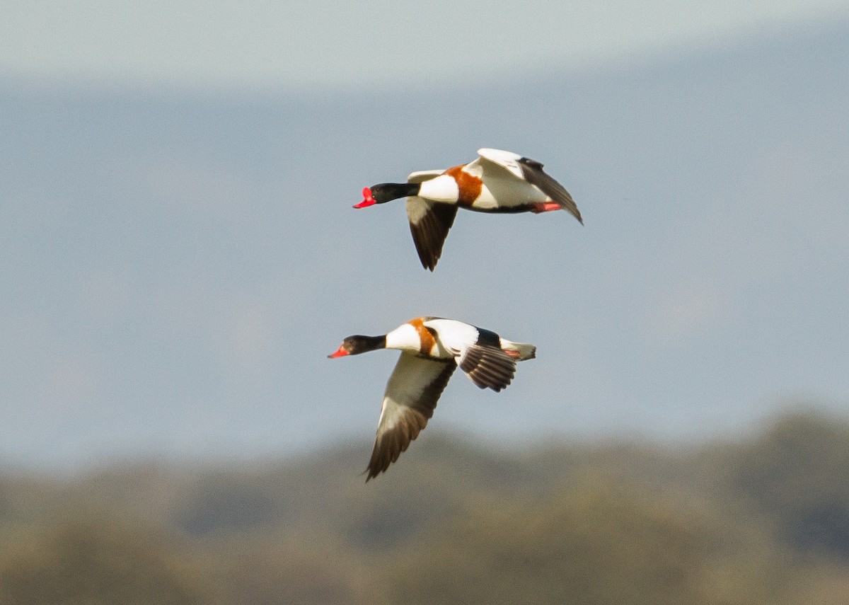 Common Shelduck - ML229572741