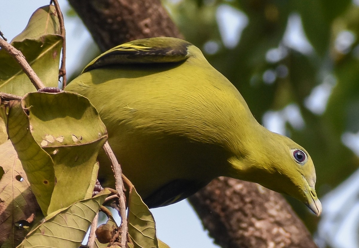 Gray-fronted Green-Pigeon - ML229575481