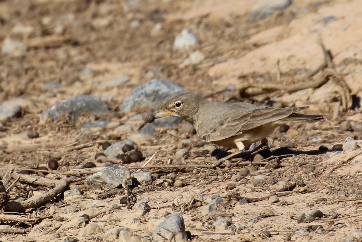 Desert Lark - ML229579101