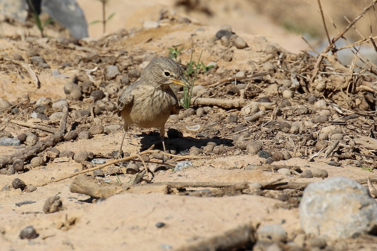 Desert Lark - ML229579141