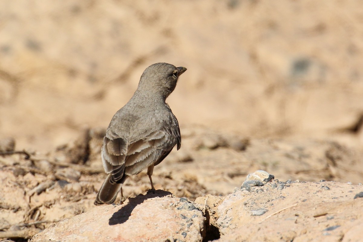 Desert Lark - ML229579151