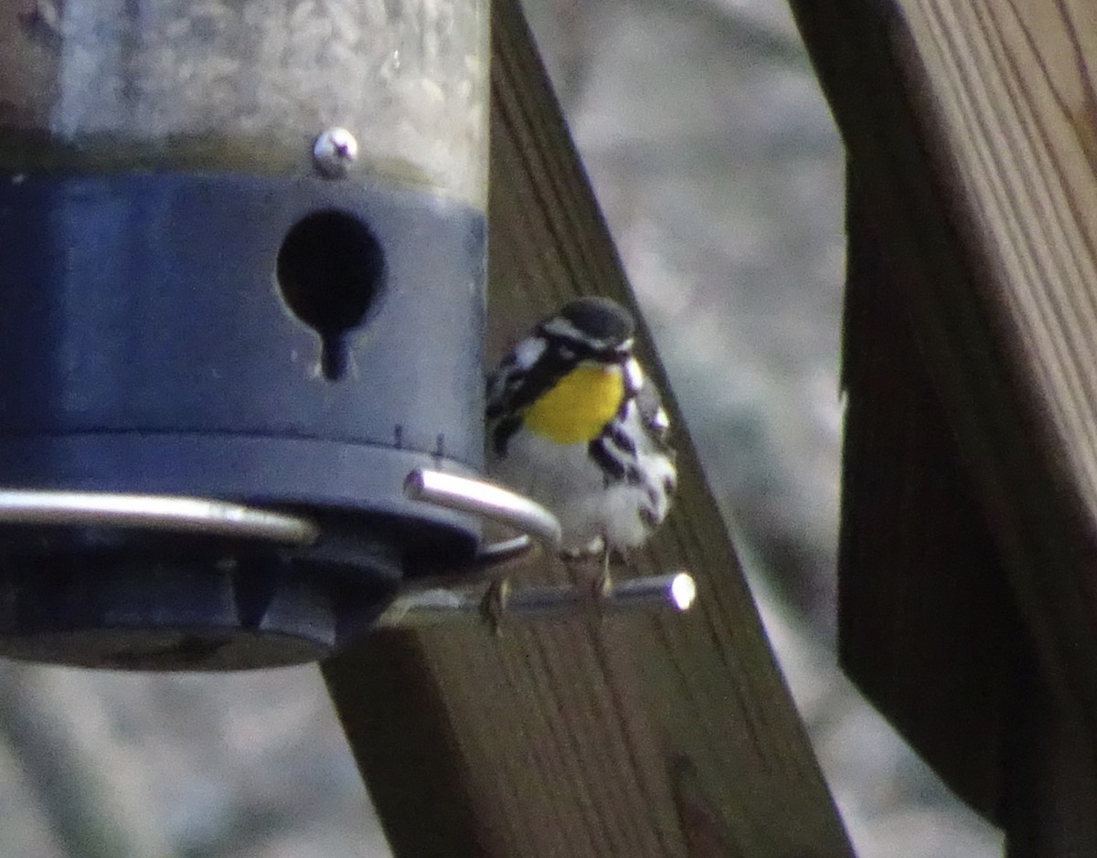 Yellow-throated Warbler - ML229583161