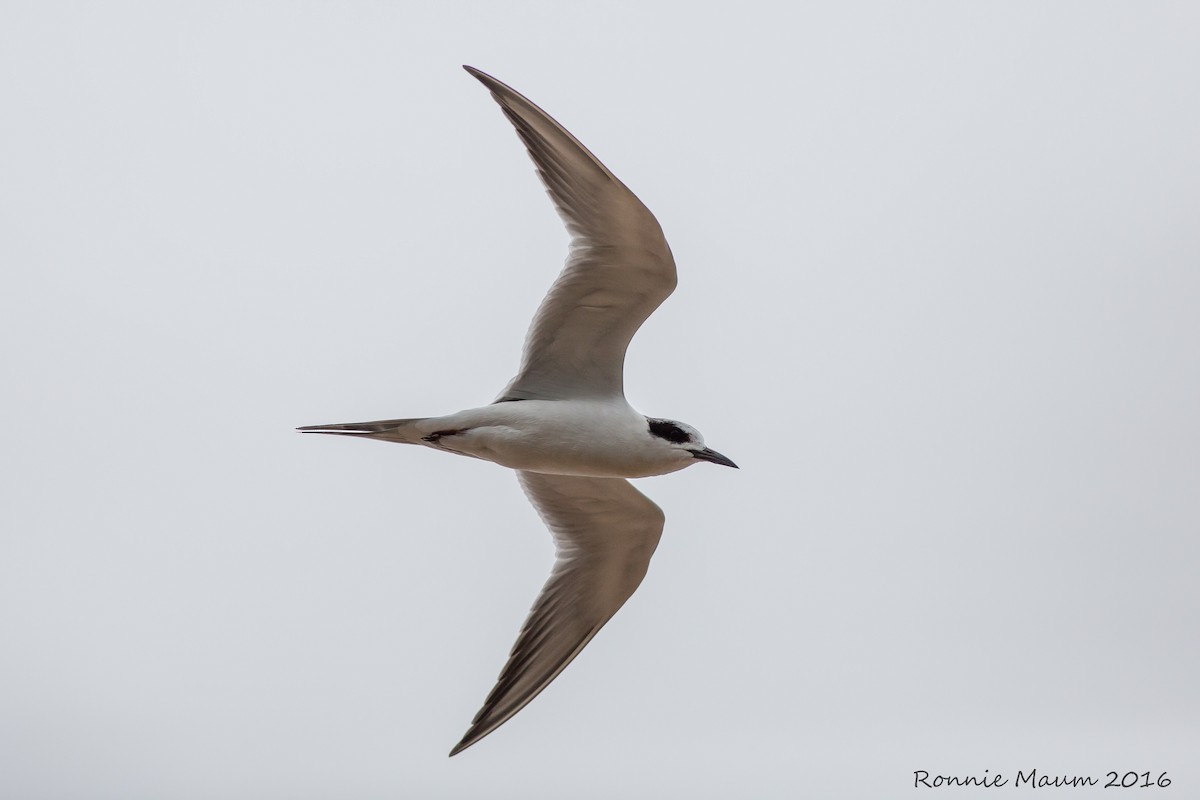 Forster's Tern - ML22958451