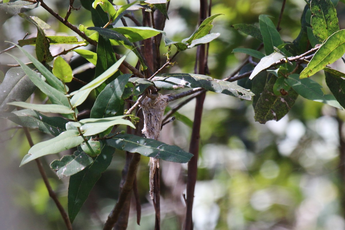 Brown Gerygone - ML229587091