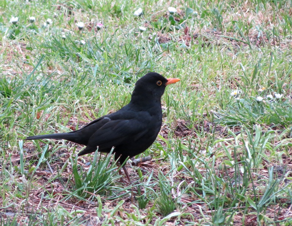 Eurasian Blackbird - ML229589621