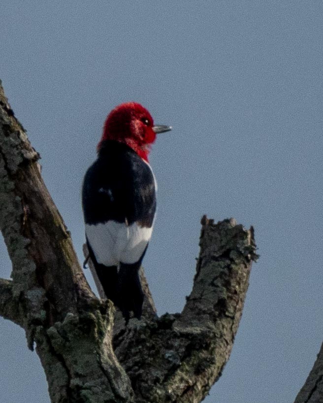 Red-headed Woodpecker - Anthony Schmitt