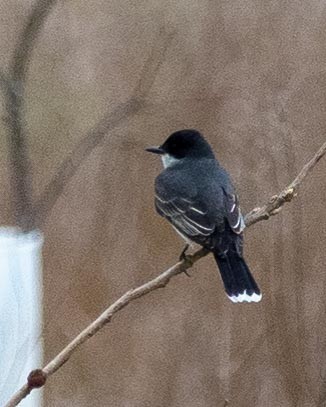 Eastern Kingbird - ML229589981