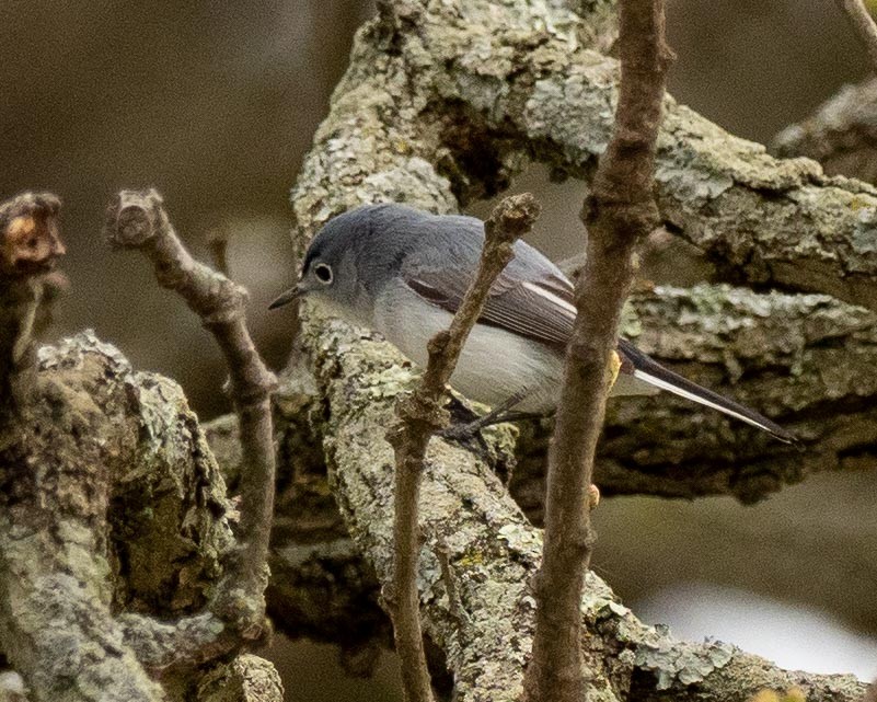 Blue-gray Gnatcatcher - Anthony Schmitt