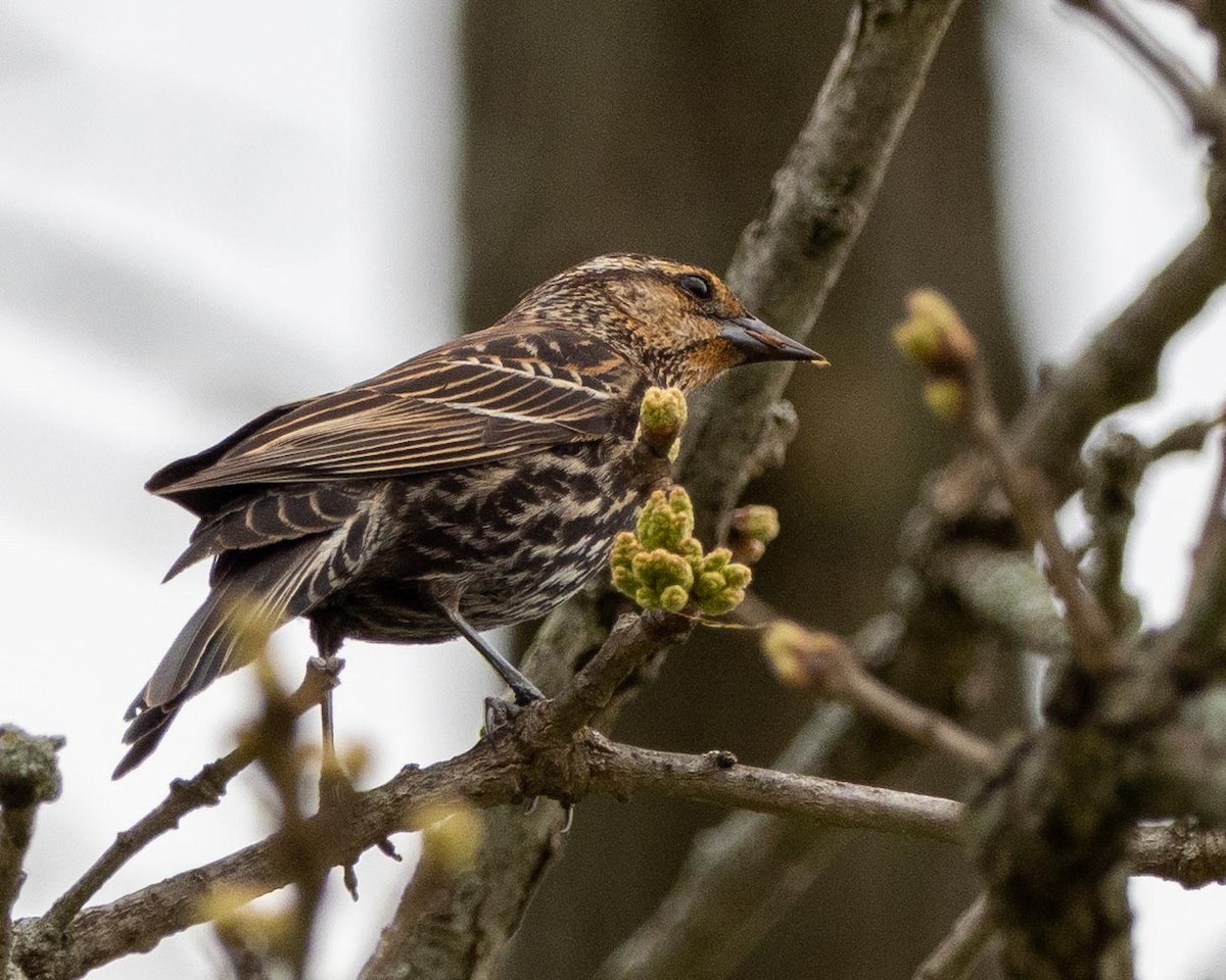 Red-winged Blackbird - ML229590301