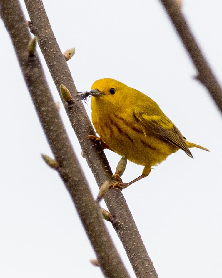 Paruline jaune - ML229590371