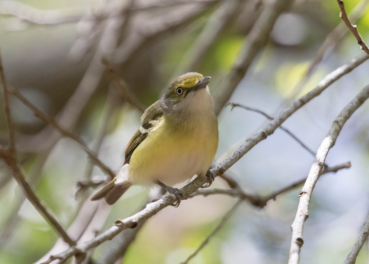 Ak Gözlü Vireo - ML229590521