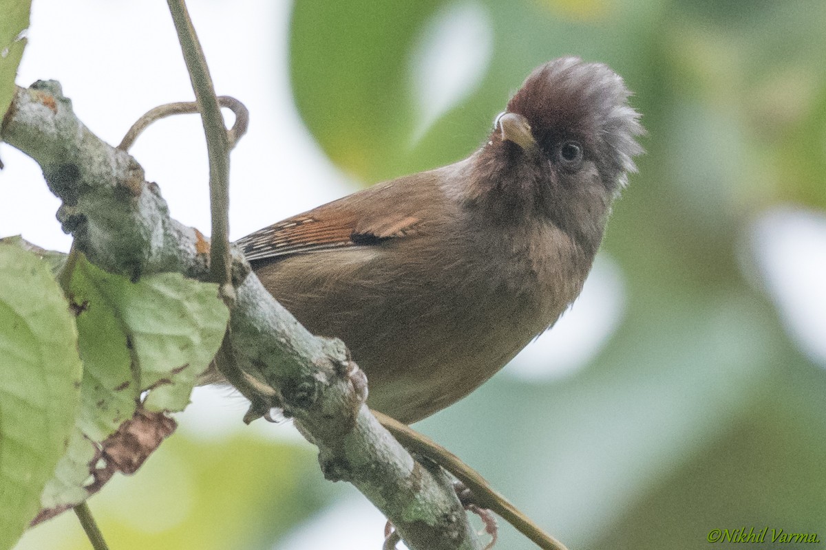 Rusty-fronted Barwing - ML229590571