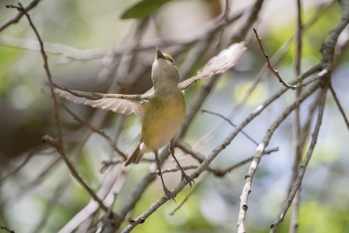 Ak Gözlü Vireo - ML229590581