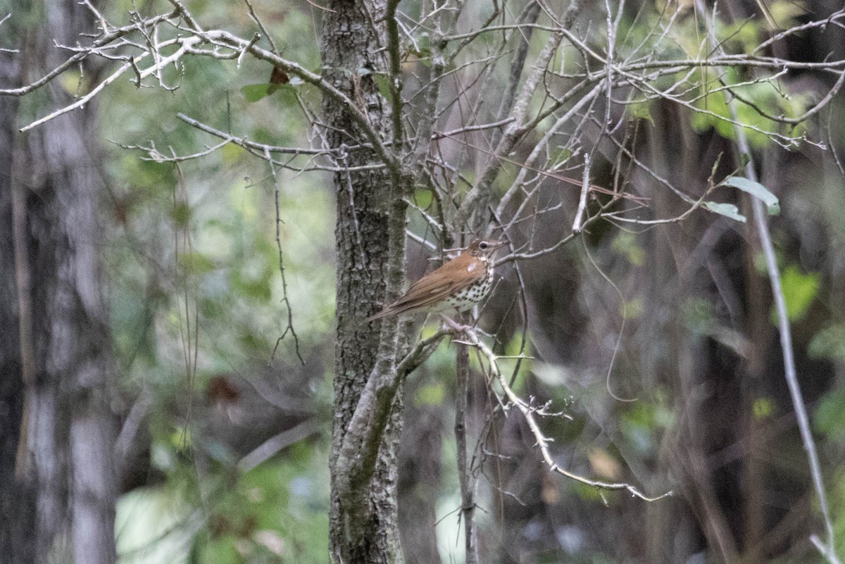 Wood Thrush - ML229590851