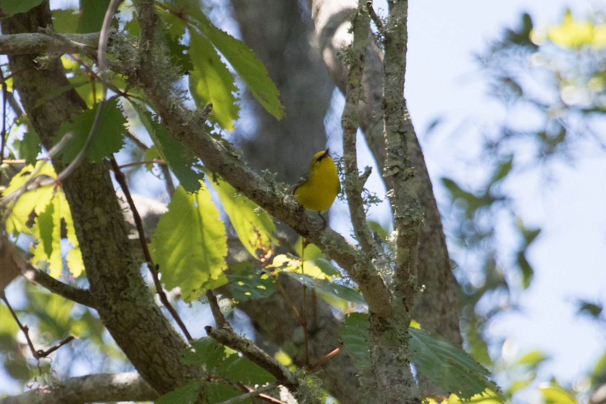 Blue-winged Warbler - ML229590931