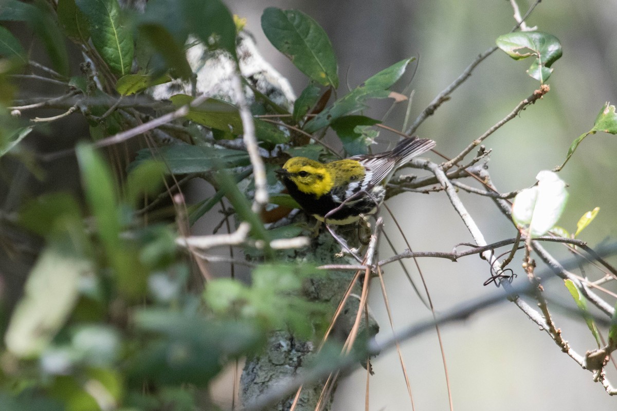 Black-throated Green Warbler - ML229591151