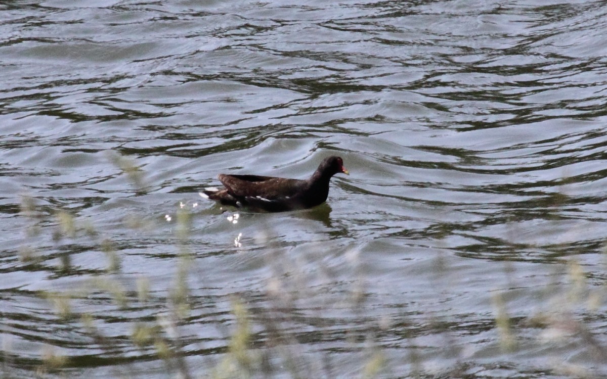 Eurasian Moorhen - ML229591641