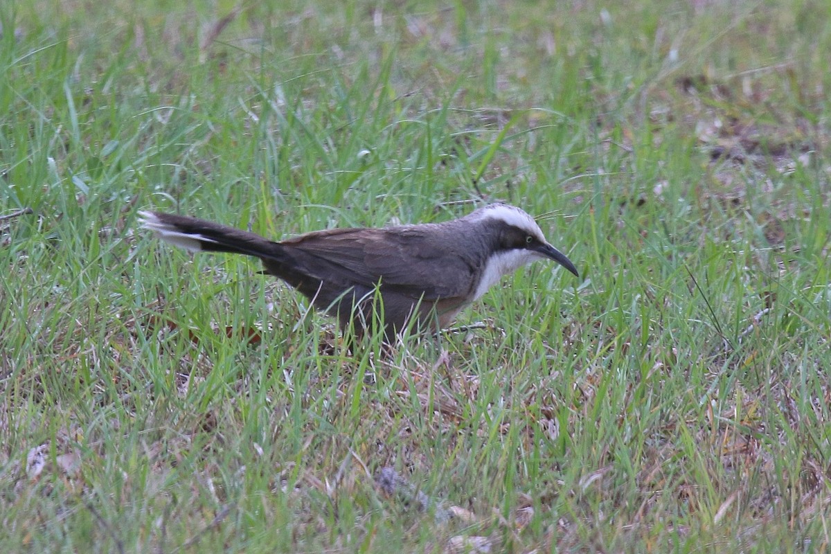 Gray-crowned Babbler - ML229591721