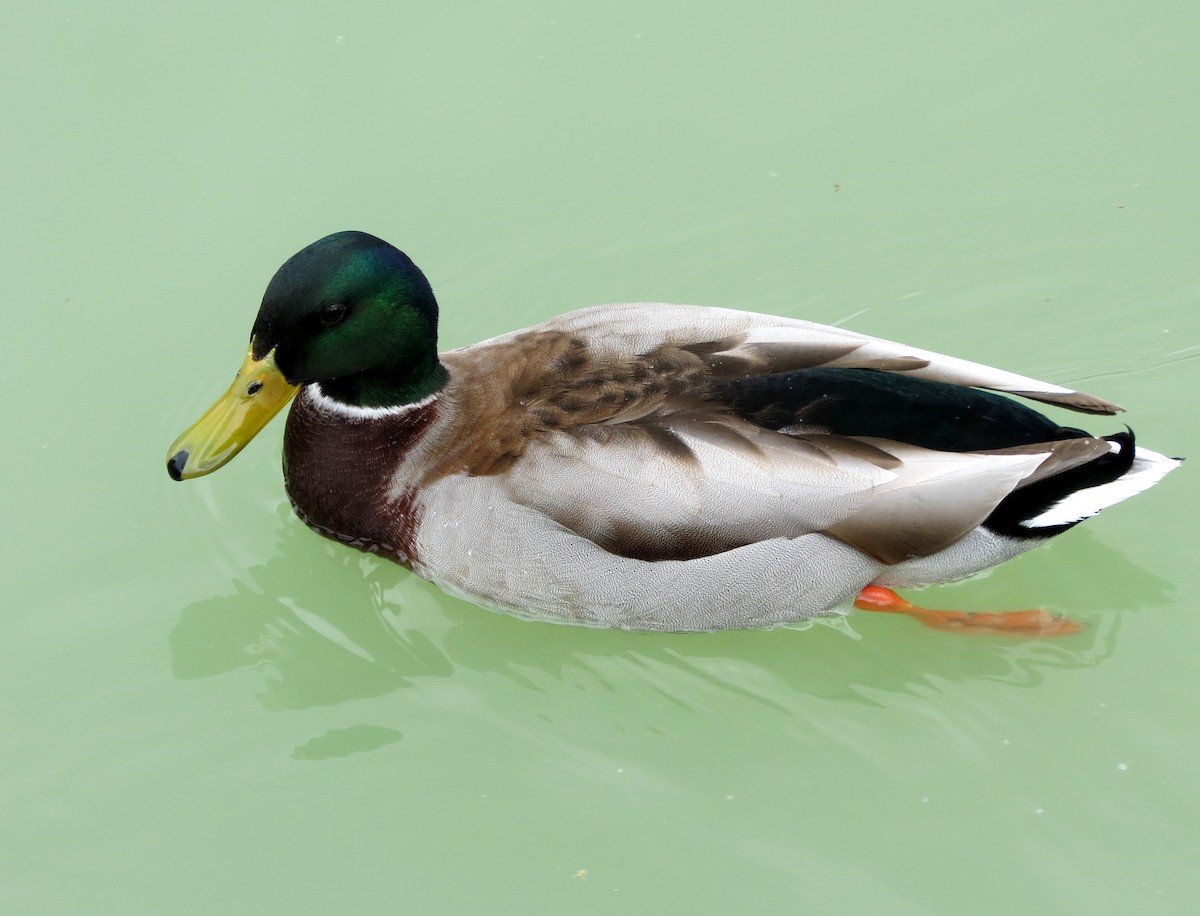 Mallard - ML229593361