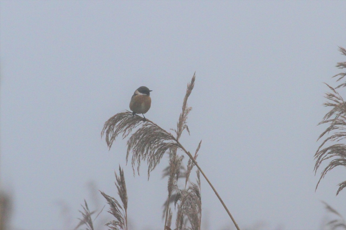 European Stonechat - ML229593981