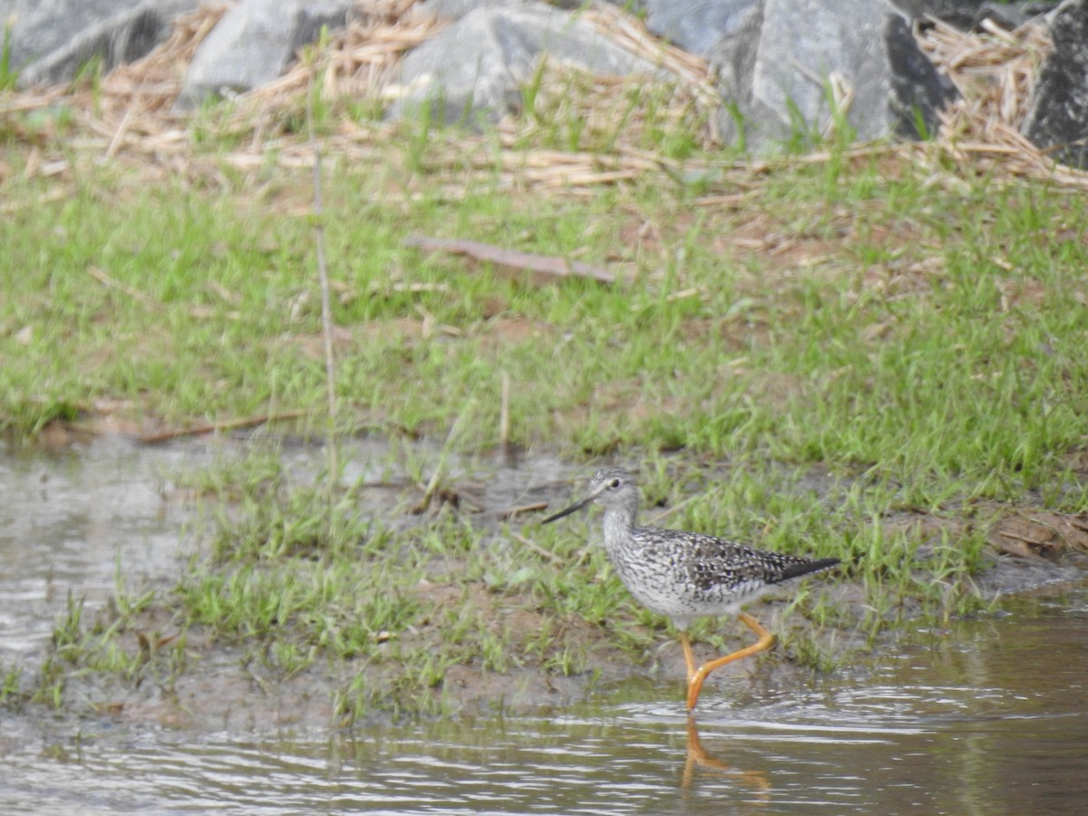 Greater Yellowlegs - Bruce Hill