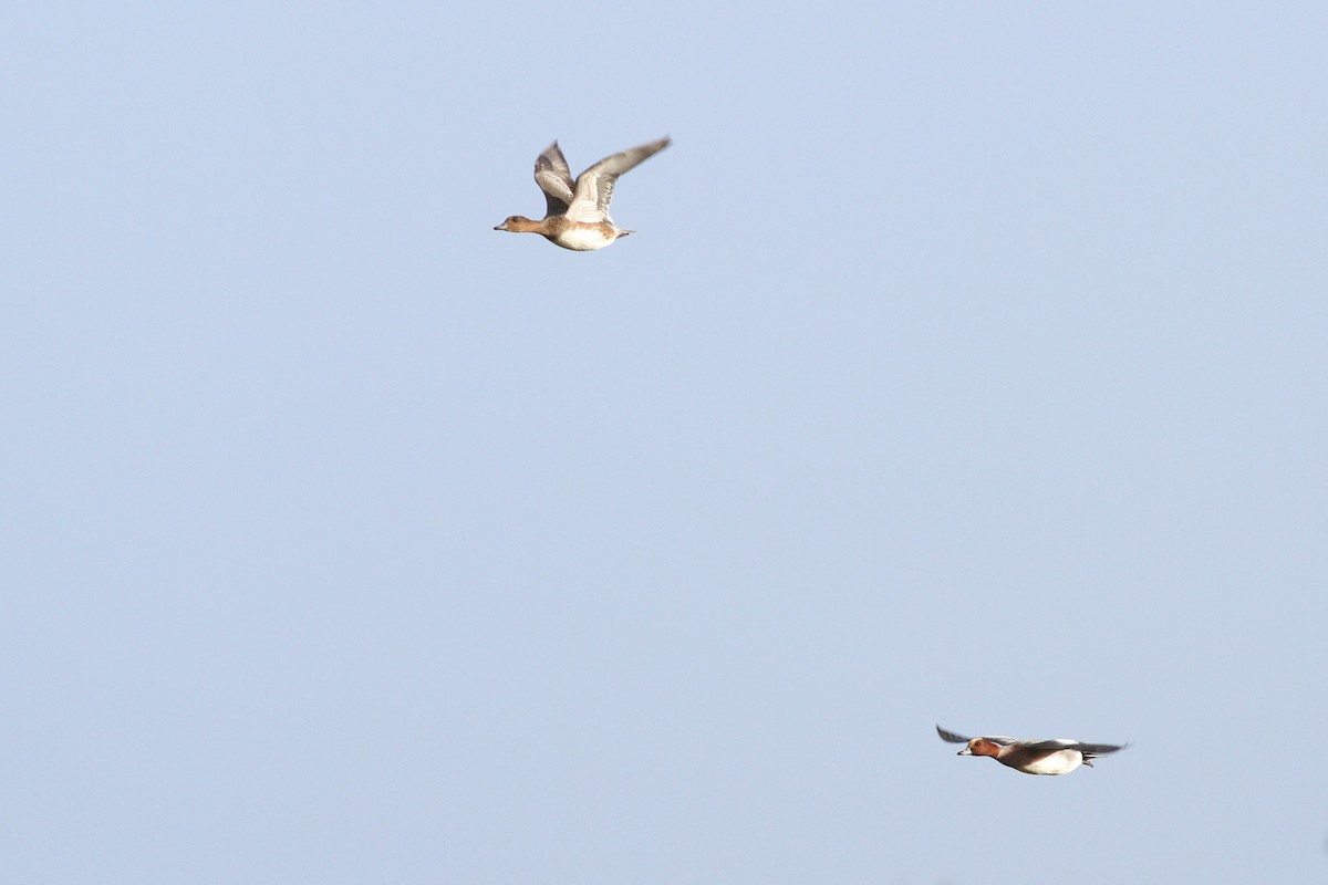 Eurasian Wigeon - ML229594161