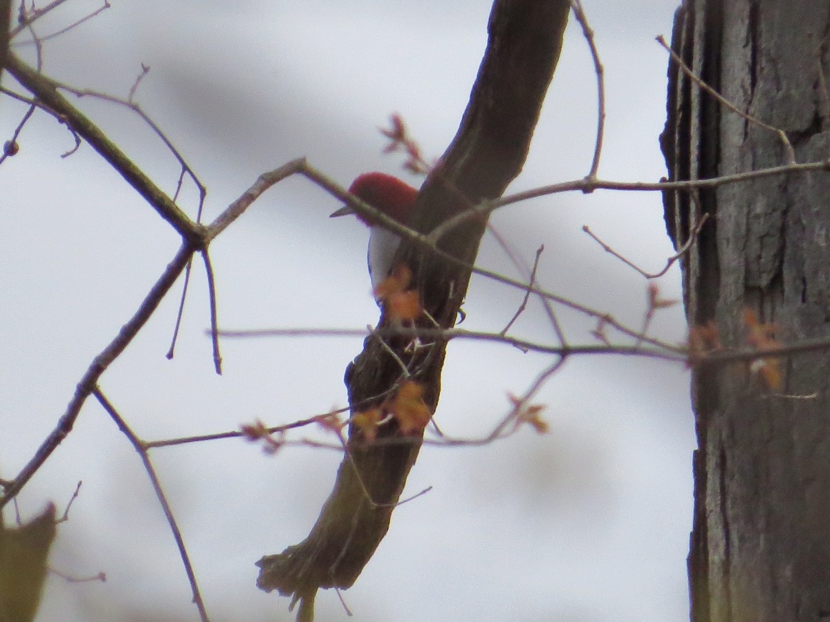 Red-headed Woodpecker - ML229594321